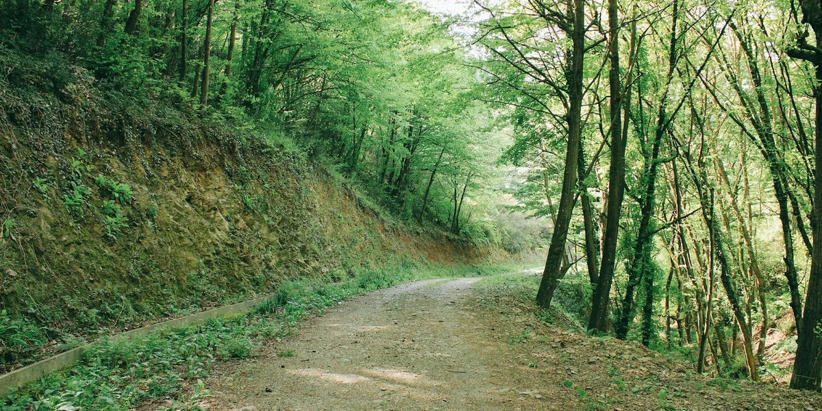 Åkulla bokskogar i Halland – landskapsvy längs leden