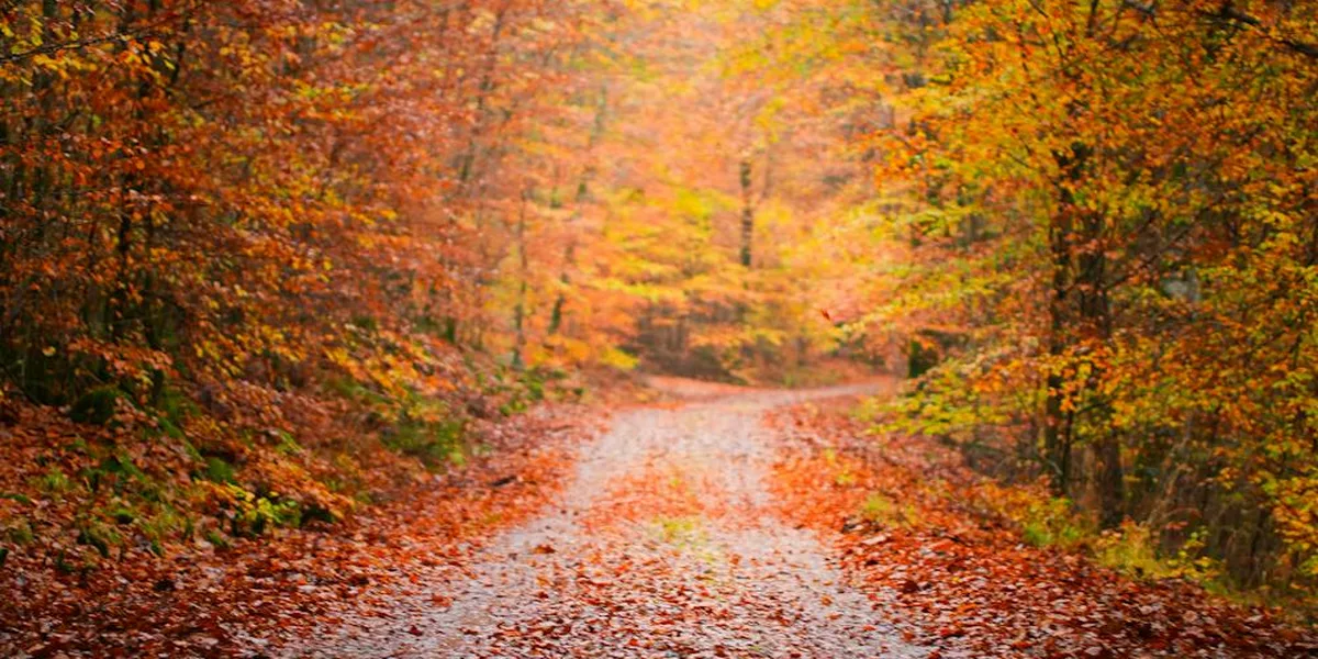 Åkulla bokskogar i Halland – vy från cykelrutten