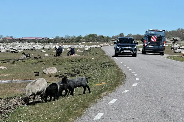 Får som betar vid en kustväg med fordon och stenig mark