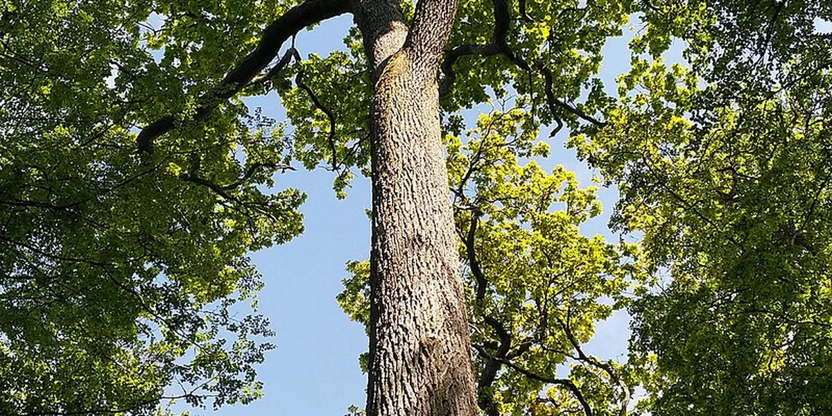 Åsnen Runt i Småland & Blekinge – natur och omgivningar