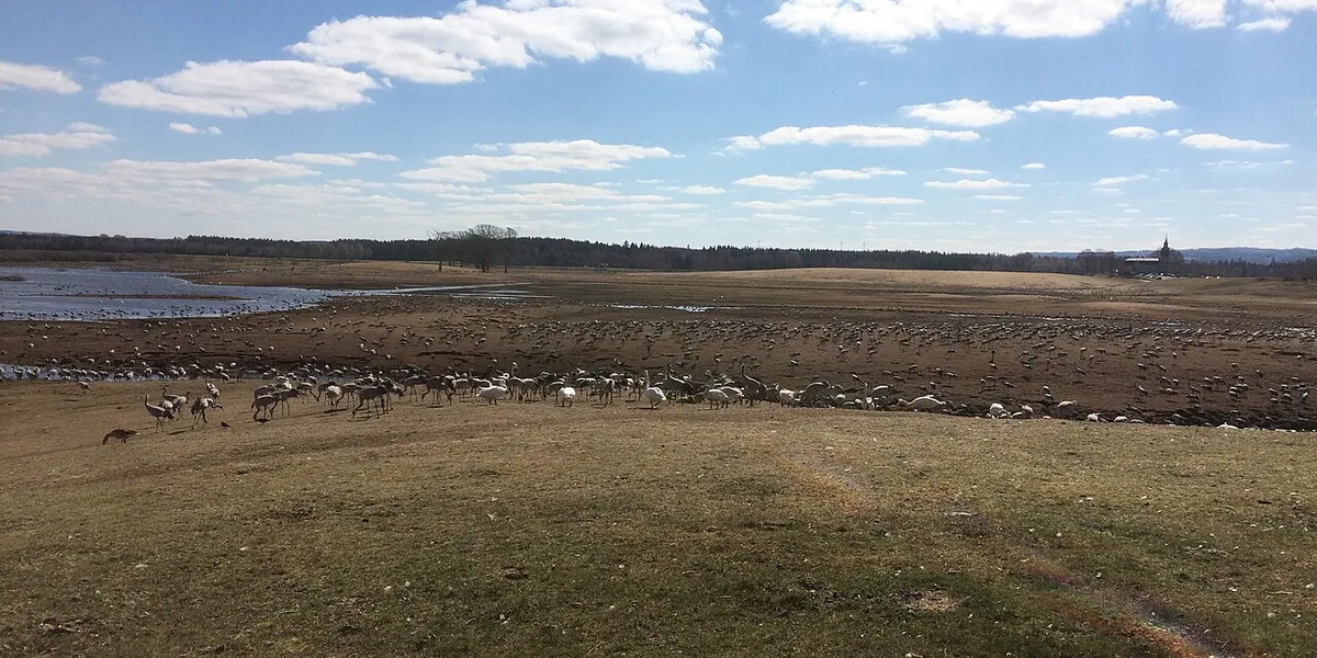 Hornborgasjön Runt
