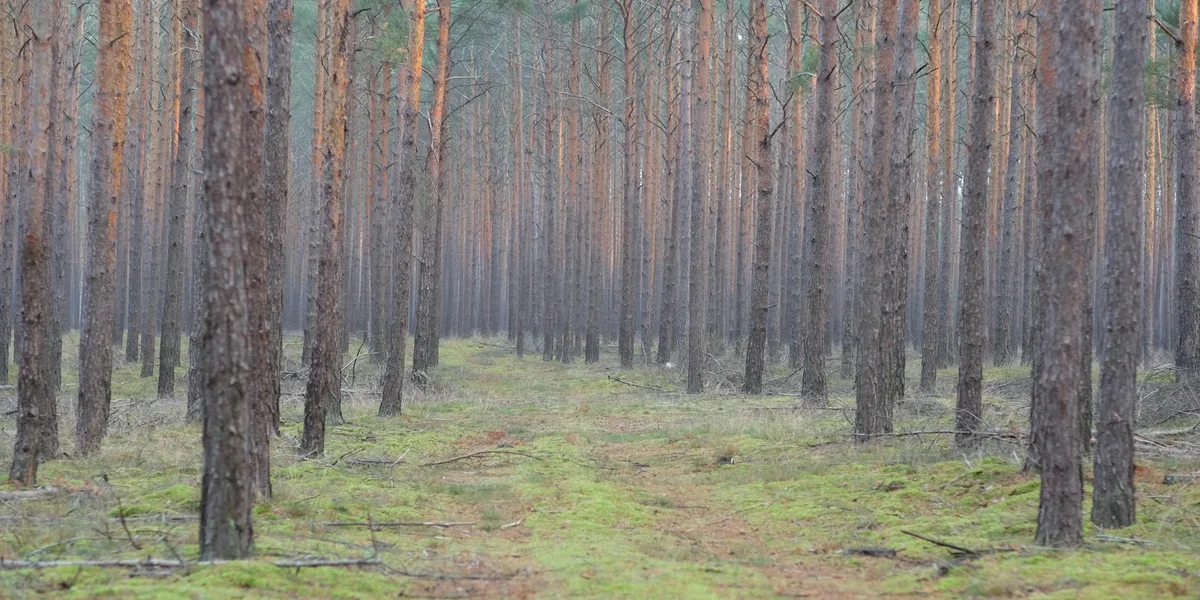 Isälvsleden i Västerbotten – landskapsvy längs leden