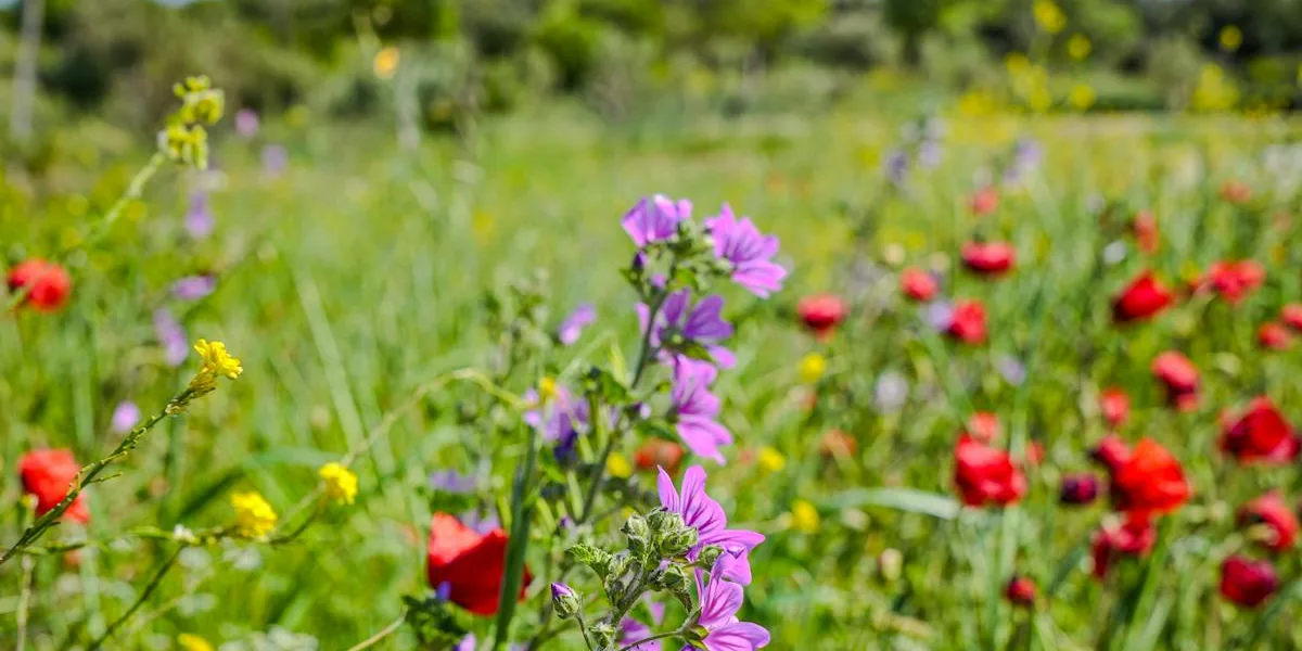 Kinnekullerundan i Västra Götaland – landskapsvy längs leden