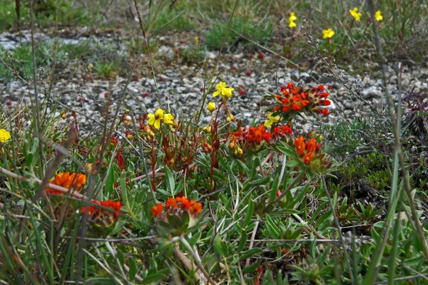 Närbild av vilda blommor i rött och gult på öländsk alvarsmark