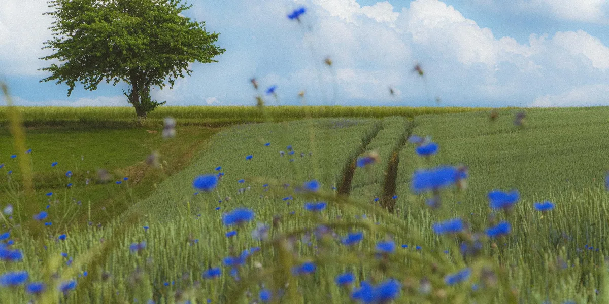 Siljansrundan i Dalarna – vy från cykelrutten